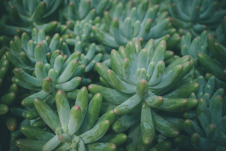 Sedum Pork and Beans, cactus plant.の写真素材