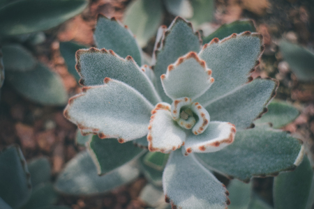 Sempervivum calcareum close up with shallow depth of field.の写真素材