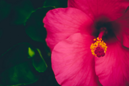 Close up pink hibiscus (Chaba) flower.の写真素材