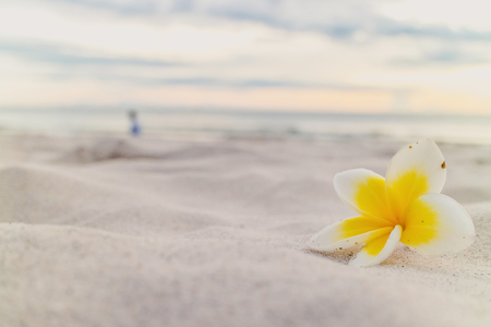 White plumeria flower on the beach.の写真素材