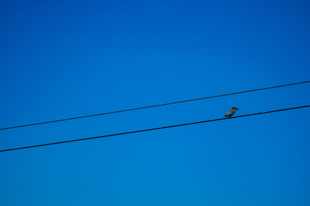 Bird sitting on the power line (wire) over blue sky.の写真素材
