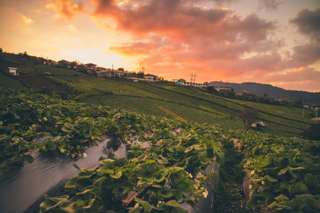 Strawberry fields/farm in evening sunset at Phu Thap Boek, Phechabun province, Thailand.