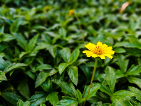 Yellow daisy flower outstanding among green leaves of a bush.の写真素材