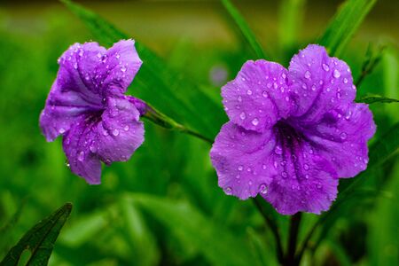 White purple flowers with water drops on it.の写真素材