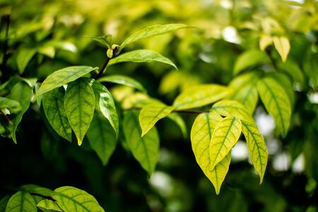 Green leaves with warm backlit sunlight. Concept of freshness, natural, calm.の写真素材