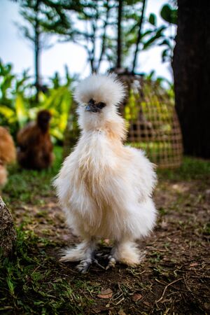 White Silky (Silkie) chicken walking in the yard.の写真素材