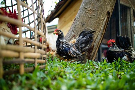 Chicken walking in the farm.の写真素材