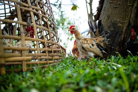 Chicken walking in the farm.の写真素材
