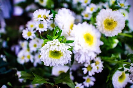 A bouguet of white Daisy flowers.の写真素材
