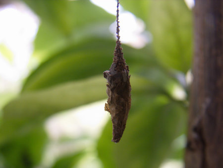 Worms hanging on the tree. To wait for the next insect growth.の写真素材