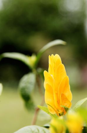 Yellow flower over green natural background. Beauty imageの写真素材