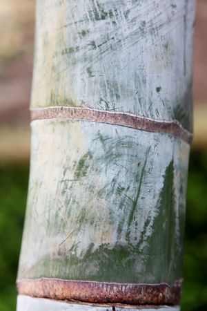 close-up of the green trunk of a palm. Natural backgroundの写真素材