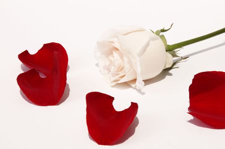 White rose with red petals, beauty flowerの写真素材
