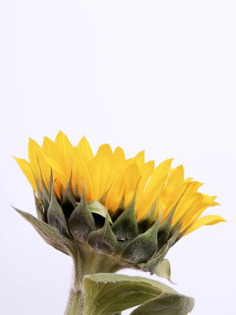 Sunflower over white background. Beauty image, space on white to insert text or designの写真素材