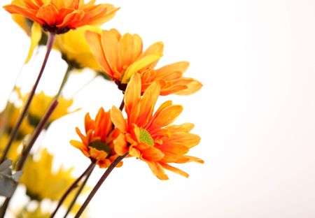 Orange flowers over white background. Space to insert text or designの写真素材