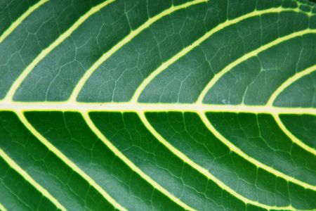 Green leaf background, Abstract and natural textureの写真素材