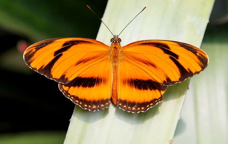 Orange butterfly over nature background. Animal imageの写真素材