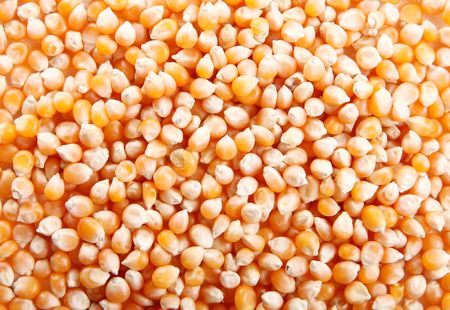 Yellow corn texture. Raw food image. Grainの写真素材