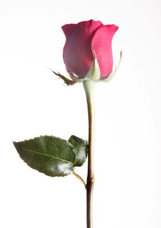 Red rose over white background. Nature imageの写真素材