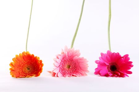 Pink, fuchsia and orange flowers over white background. Stem and petalsの写真素材