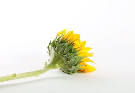 Yellow sunflower over white background. Stem and petalsの写真素材