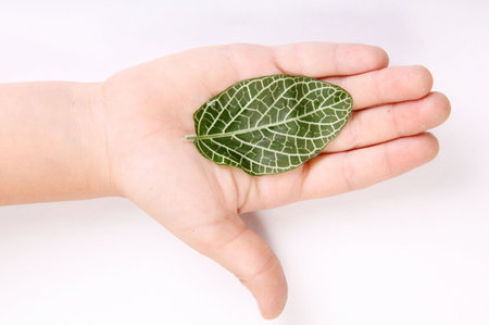 Leaf on child hand over white background. Nature image