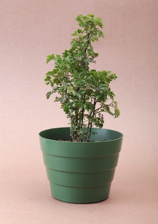 simple plastic pot on cardboard background, green imageの写真素材