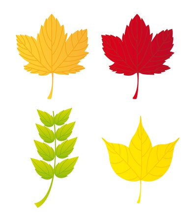autumn leaves isolated over white background.  のイラスト素材