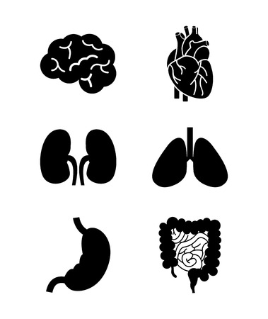 medical organs over white background illustration  のイラスト素材