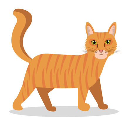 Pet design over white background, vector illustration.のイラスト素材