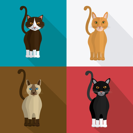 Cat design over colorful background, vector illustration.のイラスト素材