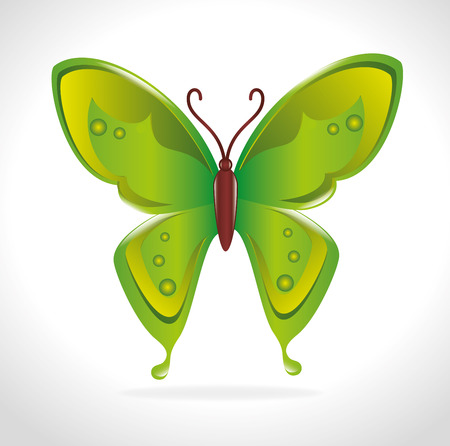 Butterfly design over white background, vector illustration.のイラスト素材