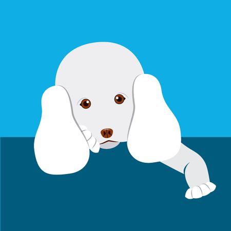 french poodle design, vector illustration eps10 graphicのイラスト素材