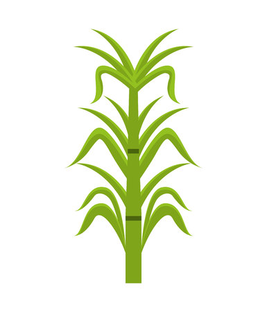 sugar cane  isolated icon design, vector illustration  graphicのイラスト素材