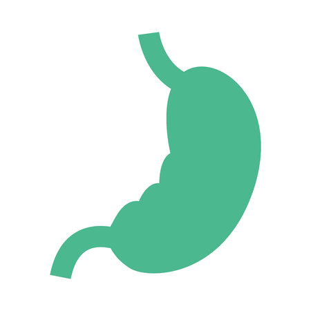 stomach organ human isolated icon vector illustrationのイラスト素材