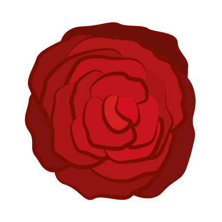 red rose blossom. nature beauty flower. vector illustrationのイラスト素材