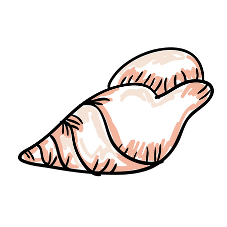 sea shell summer symbol. drawn design. vector illustrationのイラスト素材