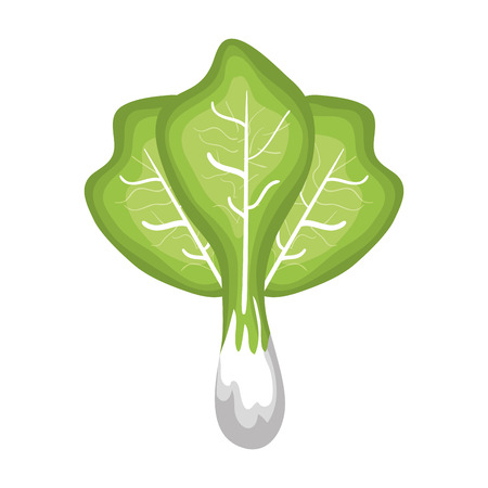 fresh lettuce vegetable isolated icon vector illustration designのイラスト素材