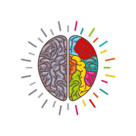 human brain with two cerebral hemispheres icon over white background. colorful design. vector...