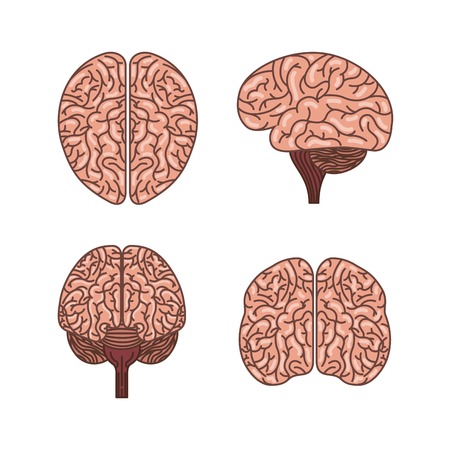 icon set of human brains icon over white background. colorful design. vector illustrationのイラスト素材