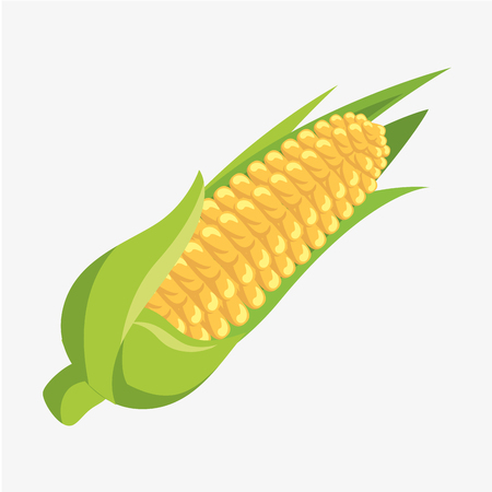corn fresh and healthy vegetable vector illustration designのイラスト素材