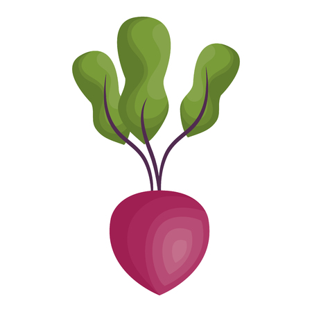 onion vegetable healthy food vector illustration designのイラスト素材