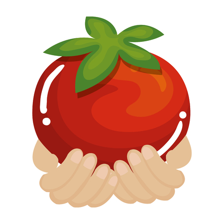hands with tomato fresh vegetable icon vector illustration designのイラスト素材