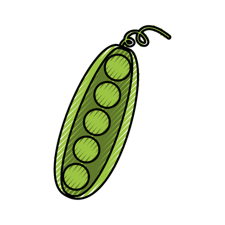 bean fresh vegetable isolated icon vector illustration designのイラスト素材