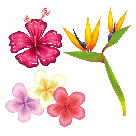 Colorful tropical flowers over white background vector illustrationのイラスト素材