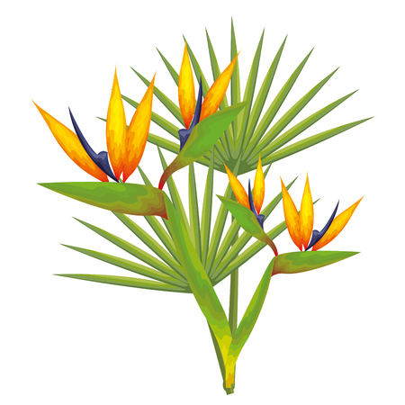 Tropical flowers and leaves over white background vector illustrationのイラスト素材
