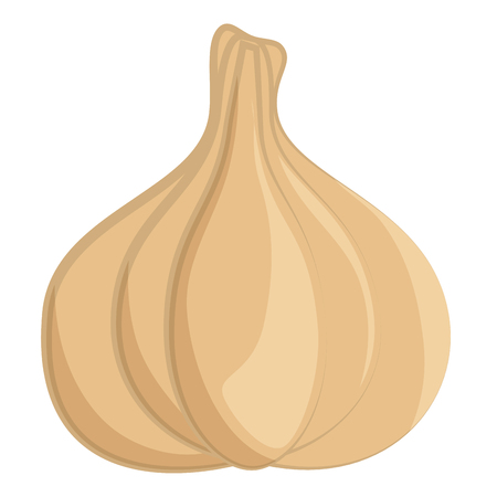 garlic head icon over white background colorful design  vector illustrationのイラスト素材