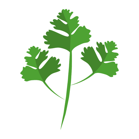 coriander leaves icon over white background vector illustrationのイラスト素材