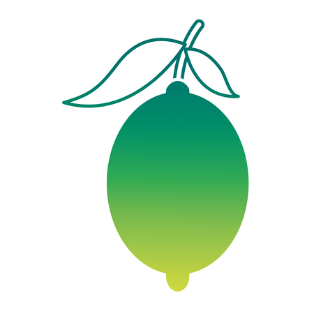 fresh citrus fruits whole and leaves lemon vector illustration green designのイラスト素材