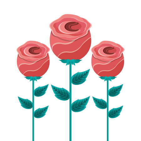 decoration three rose stem petal flower leaf botanical vector illustrationのイラスト素材